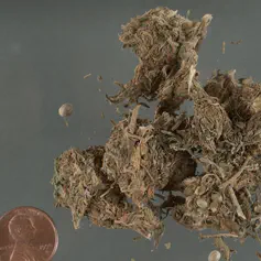 Herbal Cannabis