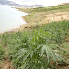 Morroco cannabis fields