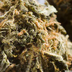 Skunk Cannabis-Marijuana plant closeup, with trichomes of THC and CHB visible.
